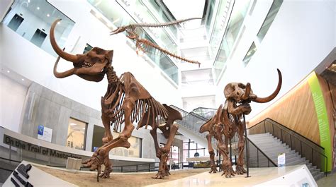 University of michigan natural history museum - However, select specimens are on display in the U-M Natural History Museum. Beyond the Collection Lesson Plans Lesson plans written by UMMP faculty, researchers and students for key UMMP specimens. ...